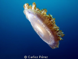 Caribbean Cassiopea E-PL1 F7.1 1/160sec ISO200 at Crash B... by Carlos Pérez 